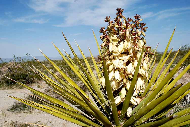 Юкка Шидигера в кормах для животных