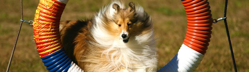 Дрессировка животных: на площадку становись!