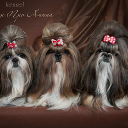 Солэр Про Амина