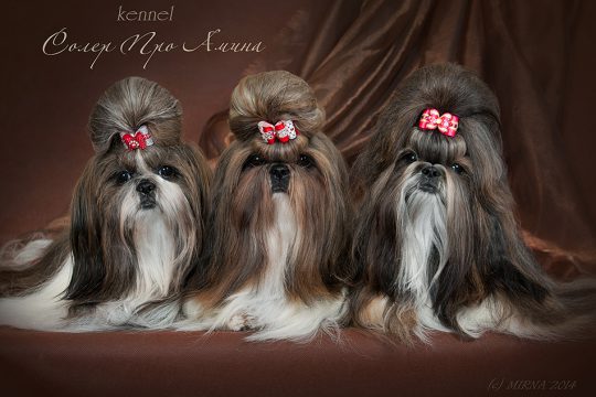 Солэр Про Амина