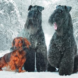 «Голубая легенда»