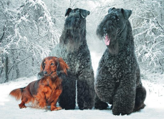 «Голубая легенда»