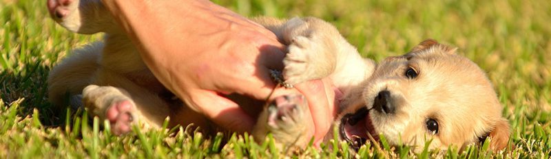 С чего начать воспитание щенка?