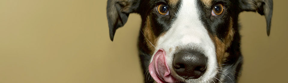 Правильные пищевые привычки собаки