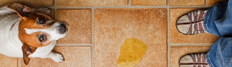 Гигиена и уход за собакой