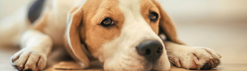 Питание собак и расстройства желудка