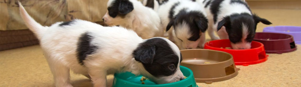 Что входит в рацион кормления щенка?