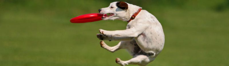 Фрисби для собак