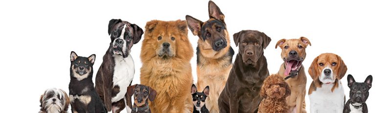 Выбор породы собаки