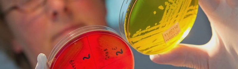 Чем отличаются пробиотики от пребиотиков?