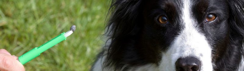 Какие паразиты бывают у собак?