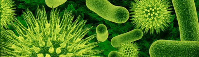 Пробиотики в кормах для собак