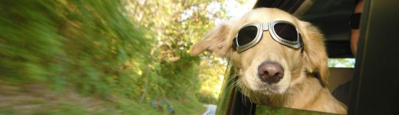 В путешествие с собакой