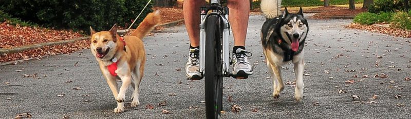 На велосипеде с собакой