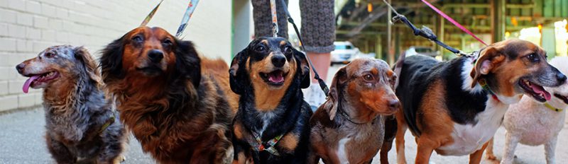 Как правильно гулять с собакой?