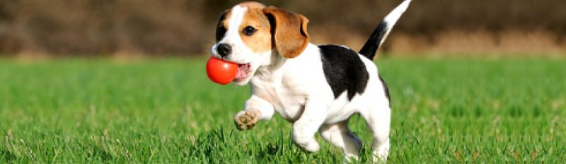 Особый корм Blitz для активных собак