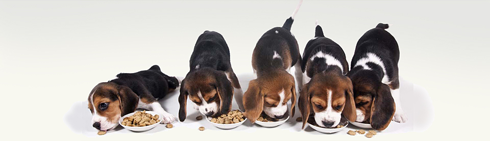 Как выбрать корм Blitz щенку?
