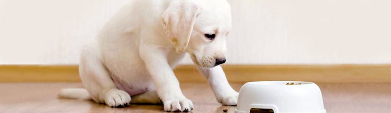 Щенок не хочет есть сухой корм: что делать?