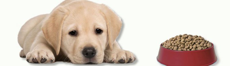 Щенок перестал есть сухой корм: что делать?