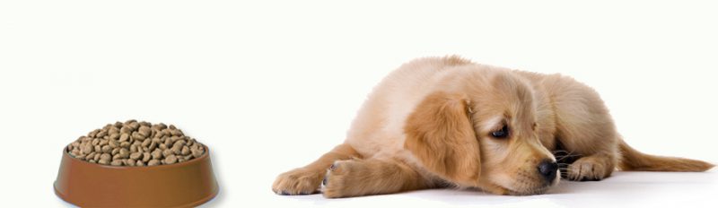 Щенок плохо ест сухой корм: что делать?
