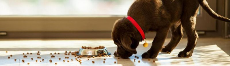Как кормить сухим кормом щенка