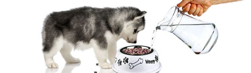 Как правильно размачивать сухой корм для щенков?