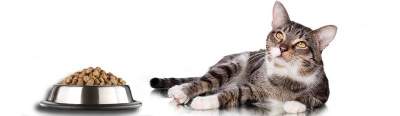 Что делать, если кошка отказывается от сухого корма