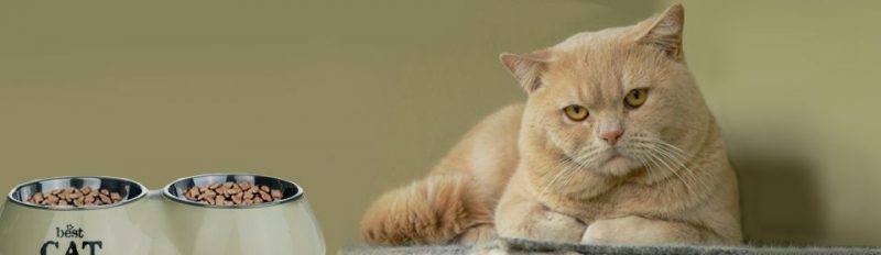 Кот отказывается от сухого корма: что делать?