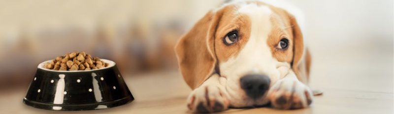 Щенок отказывается от сухого корма
