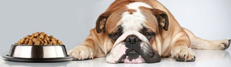 Собака отказывается от сухого корма: что делать?