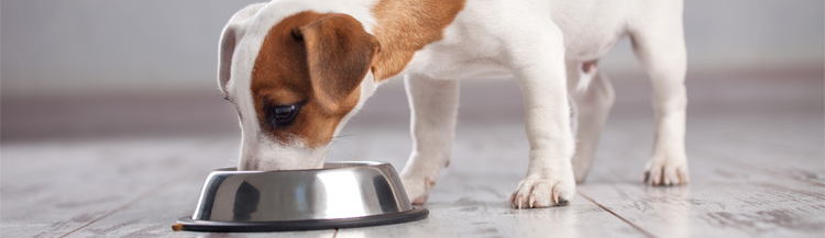 Как переводить щенка на другой сухой корм