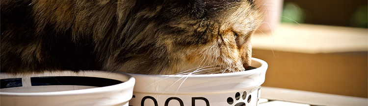 Как правильно кормить кошку сухим кормом?