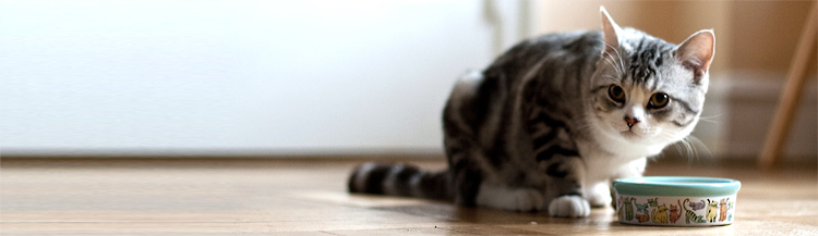 Как приучить кошку к сухому корму