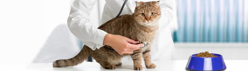 Как и чем помогает сухой корм при МКБ?