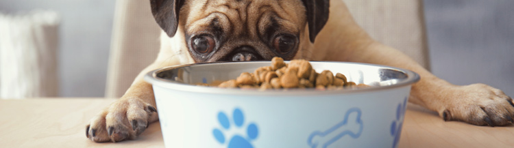 Как перевести собаку на другой сухой корм