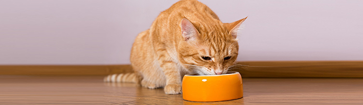 Как приучить кота к сухому корму