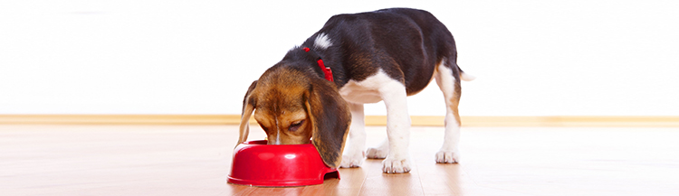 Как приучить щенка к сухому корму?