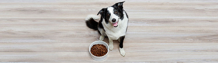 Как приучить собаку к сухому корму?