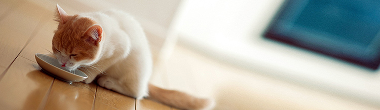 Можно ли кормить кошку сухим и влажным кормом одновременно?