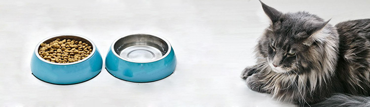 Можно ли кормить кота сухим и влажным кормом?