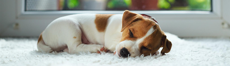 Вы решили завести щенка — что нужно делать?