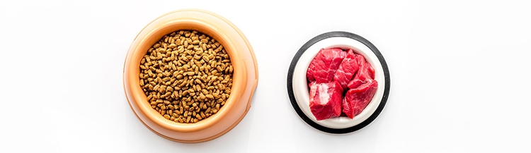 Сухой корм и мясо: можно ли давать их вместе?