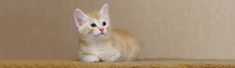 Вы решили завести котёнка — что нужно знать?