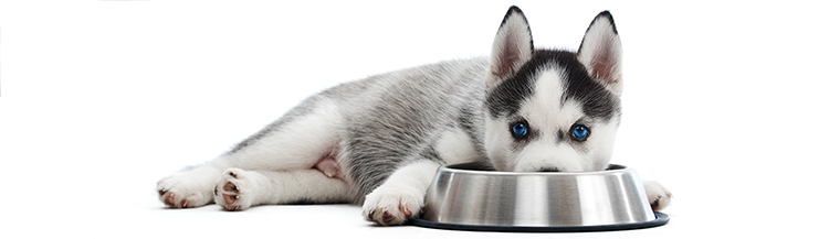 Перевод щенка на сухой корм