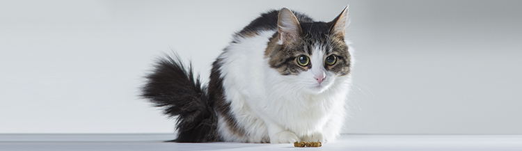 Перевод на сухой корм