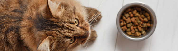 Можно ли кошке давать сухой корм?