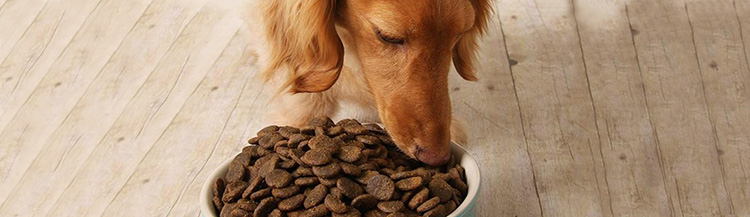 Перевод собаки на сухой корм
