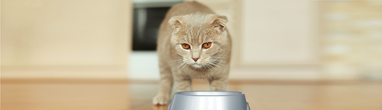 Почему кошка не ест сухой корм?