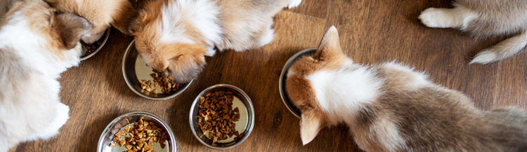 С какого возраста кормить щенков сухим кормом?