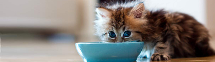 С какого возраста рекомендуется сухой корм?